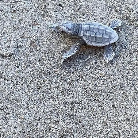 Apartmán La Conchiglia Sul Mare Vada
